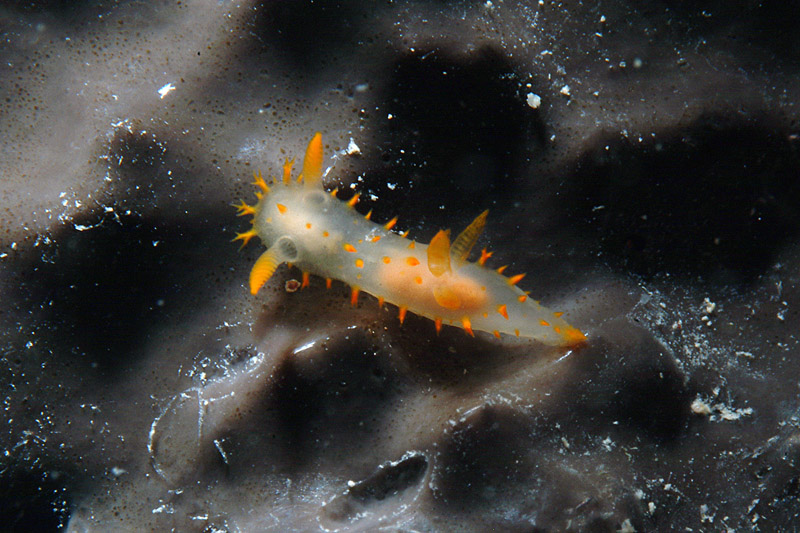 Crimora papillata